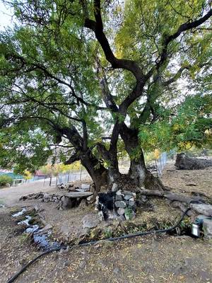 Foto 4: Eine den Zazas hl. Stätte. Uralte Erle, unter der auch heute noch Opfertiere geschlachtet und zubereitet werden. Man erkennt die gesam-melten Hörner. Im Hintergrund ist ein hl. Friedhof zu sehen. © Hakki Çimen